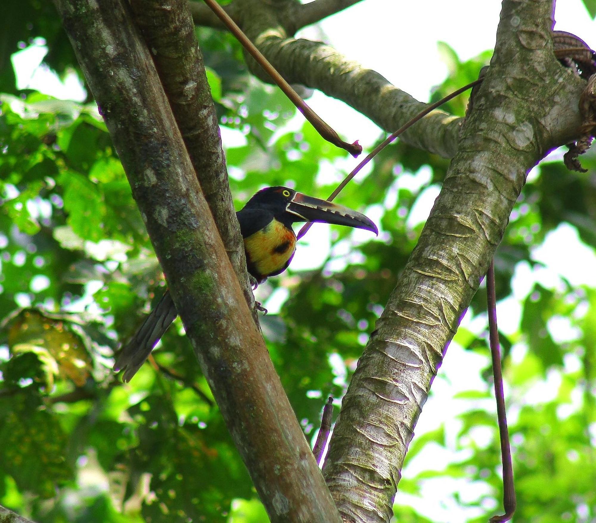 Catarata Eco Lodge La Fortuna ภายนอก รูปภาพ