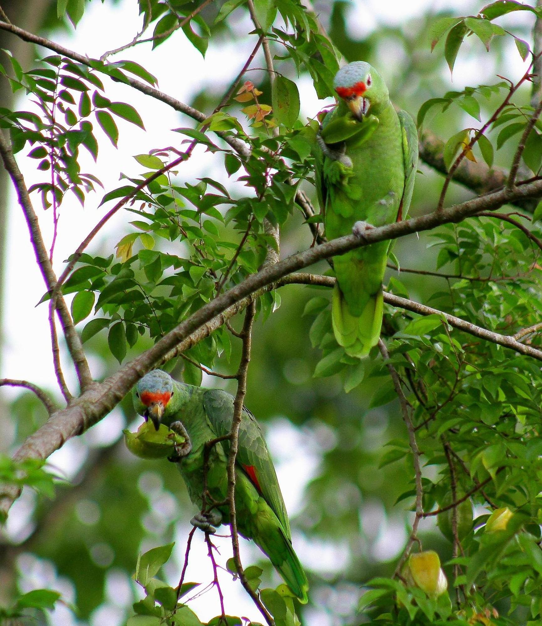 Catarata Eco Lodge La Fortuna ภายนอก รูปภาพ
